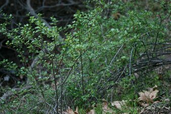 Ribes californicum Plant